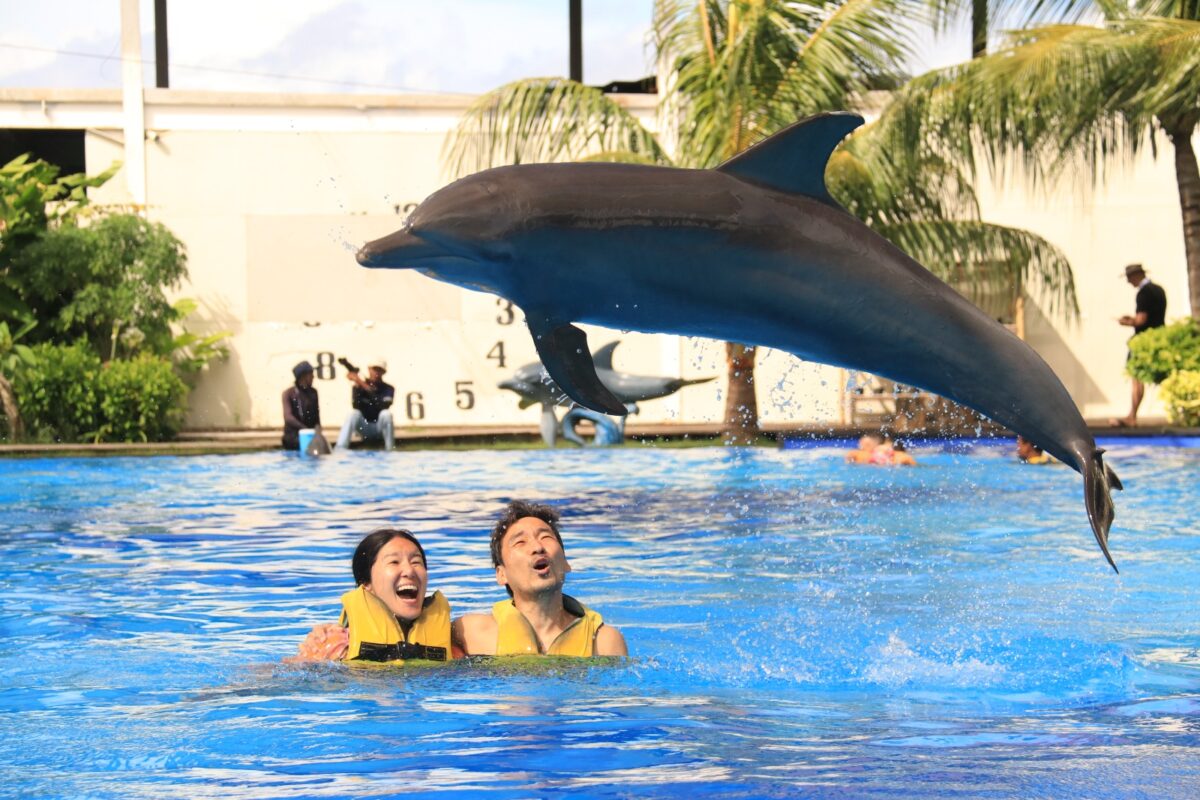 dolphin interaction
